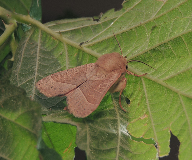 Mesogona acetosellae Noctuidae